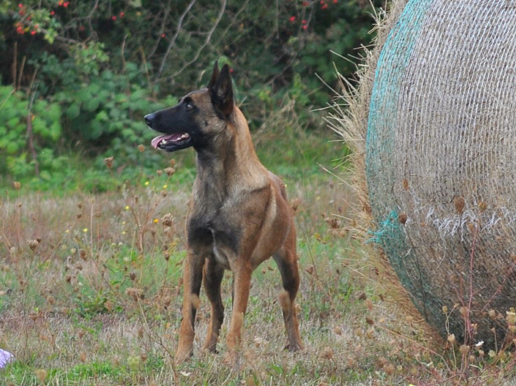 Lizzie De La Mare Aux Charmes