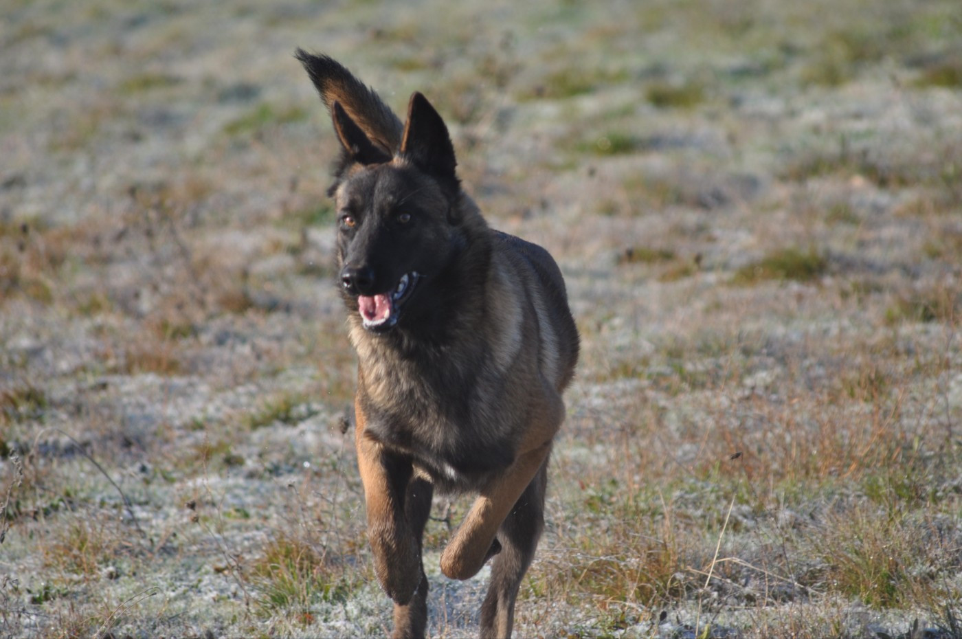 Aumie De La Mare Aux Charmes
