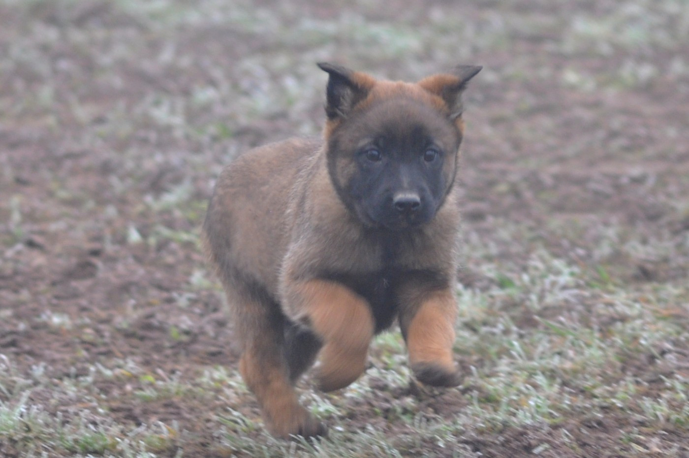 De La Mare Aux Charmes - Chiots disponibles - Berger Belge
