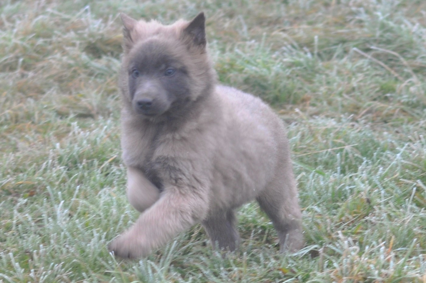 De La Mare Aux Charmes - Chiots disponibles - Berger Belge