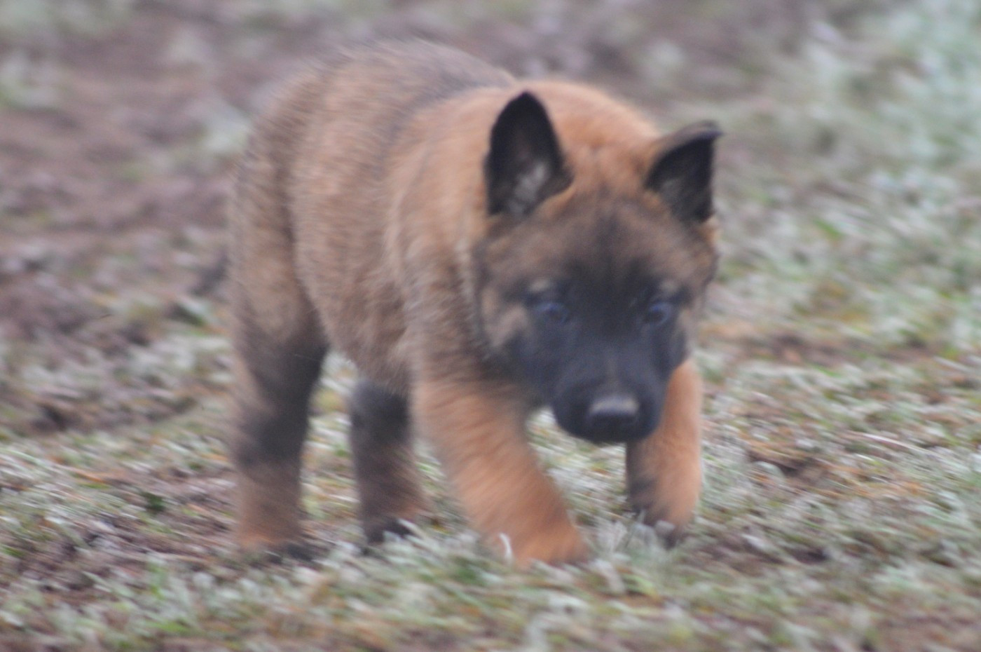 De La Mare Aux Charmes - Chiots disponibles - Berger Belge