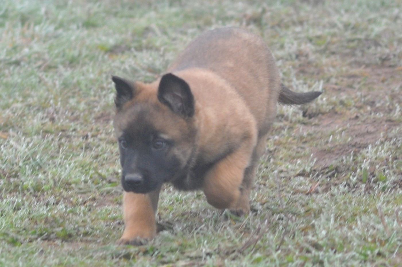 De La Mare Aux Charmes - Chiots disponibles - Berger Belge