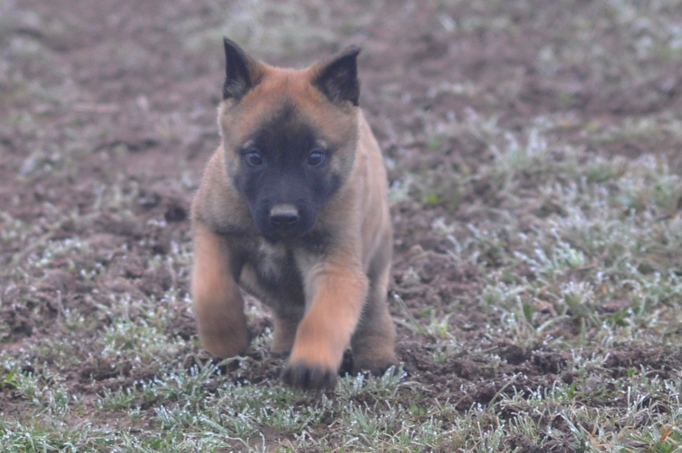 De La Mare Aux Charmes - Chiots disponibles - Berger Belge